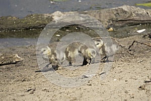 Barnacle goose