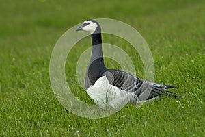 Barnacle Goose; Brandgans; Branta leucopsis