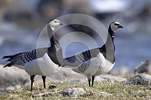 Barnacle goose, branta leucopsis