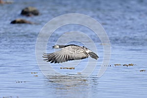 Barnacle goose, branta leucopsis