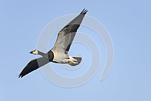 Barnacle goose, branta leucopsis photo