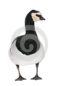 Barnacle Goose - Branta leucopsis (+/- 18 mlonths)