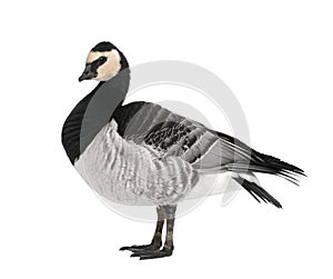 Barnacle Goose - Branta leucopsis (+/- 18 mlonths)