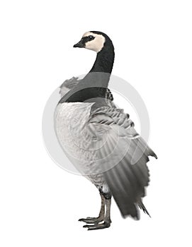 Barnacle Goose - Branta leucopsis (+/- 18 mlonths)