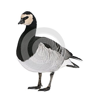 Barnacle Goose - Branta leucopsis (+/- 18 mlonths)