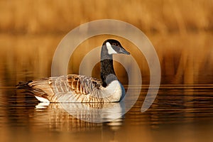 Barnacle Goose, Branta leucopsis, black and white in the water surface, animal in the nature lake grass habitat, Sweden. Morning s