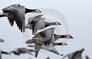 Group off Barnacle goose photo