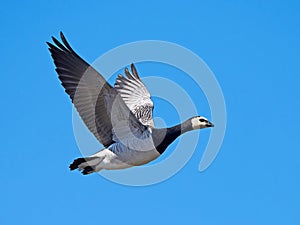 Barnacle goose (Branta leucopsis)