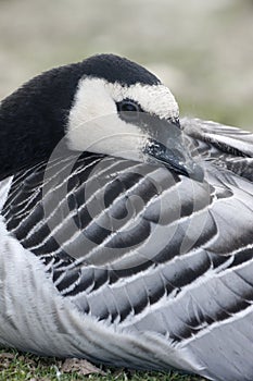 Barnacle goose, Branta leucopsis