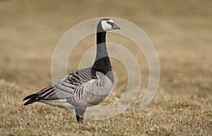 Barnacle goose