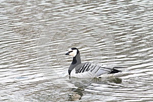 Barnacle goose or Branta leucopsis. Wild bird afloat