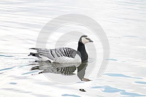 Barnacle goose or Branta leucopsis. Wild bird afloat