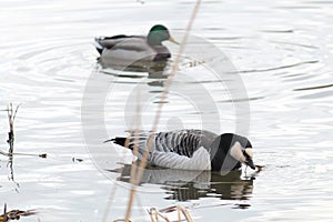 Barnacle goose or Branta leucopsis. Wild bird afloat