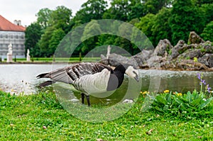 The barnacle goose eats grass near the pond