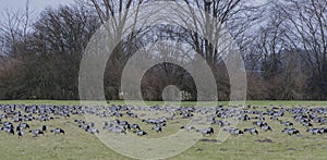 Barnacle goose at ferryman sand in Wedel near Hamburg