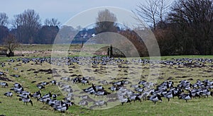 Barnacle goose at ferryman sand in Wedel near Hamburg