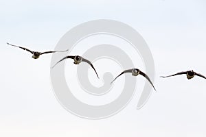 Barnacle goose flying