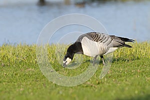 Barnacle Goose foraging