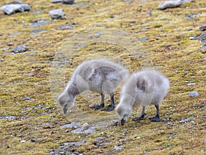 Barnacle goose goslings - Arctic, Spitsbergen
