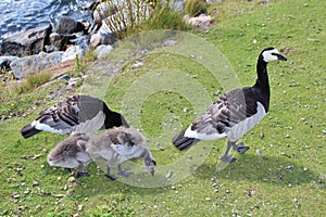 Barnacle goose with goslings photo