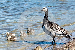 Barnacle goose with goslings in Sweden