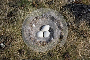 Barnacle goose nest with eggs - Spitsbergen photo