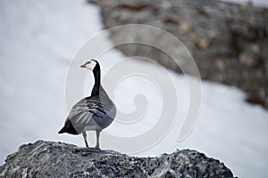 Barnacle goose perched on rock turning head