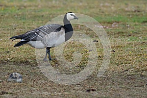 Barnacle Goose in Scandinavia