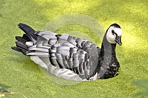 Barnacle goose swimming on pond