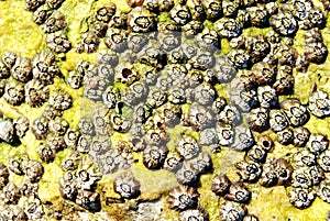 Barnacle group on the beach