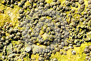 Barnacle group on the beach