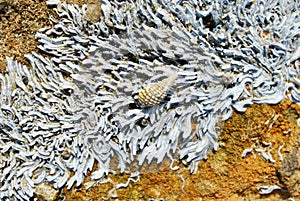Barnacle group on the beach