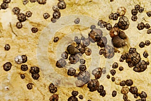 Barnacle group on the beach