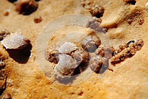 Barnacle group on the beach