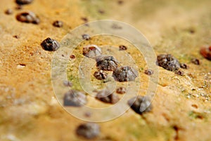 Barnacle group on the beach