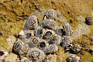 Barnacle group on the beach