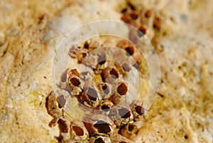 Barnacle group on the beach