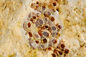 Barnacle group on the beach
