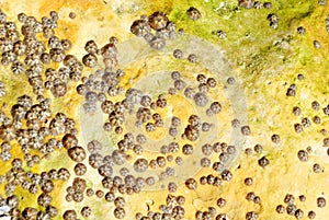 Barnacle group on the beach