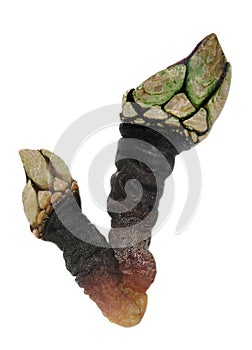 Barnacle isolated on white background