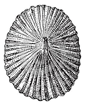 Barnacle or Lepas sp., vintage engraving