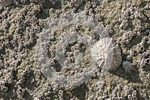 Barnacle and limpet encrusted rock texture / background at the beach