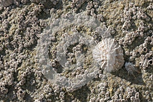 Barnacle and limpet encrusted rock texture / background at the beach photo