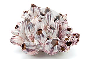 Barnacle seashell isolated on white background