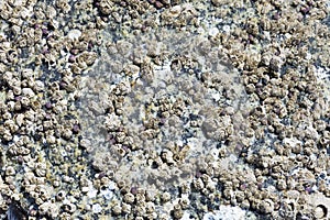 Barnacle Shell Abstract Texture Close Up
