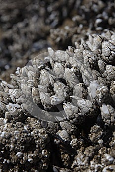 Barnacle in tide pool of Oregon coast