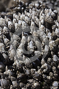 Barnacle in tide pool of Oregon coast