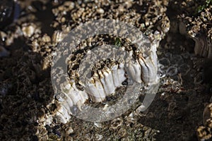 Barnacle in tide pool of Oregon coast