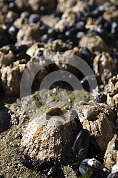 Barnacle in tide pool of Oregon coast