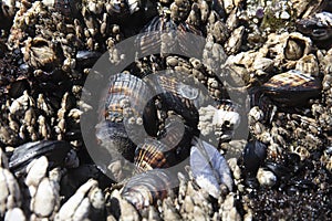 Barnacle in tide pool of Oregon coast